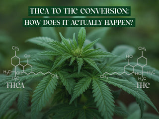 THCA to THC Conversion: How Does It Actually Happen?