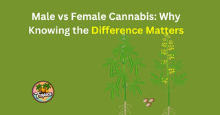 Male vs Female Cannabis: Why Knowing the Difference Matters